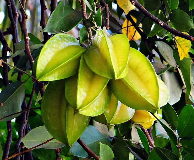 starfruit-khane-ke-fayde-aur-nuksan